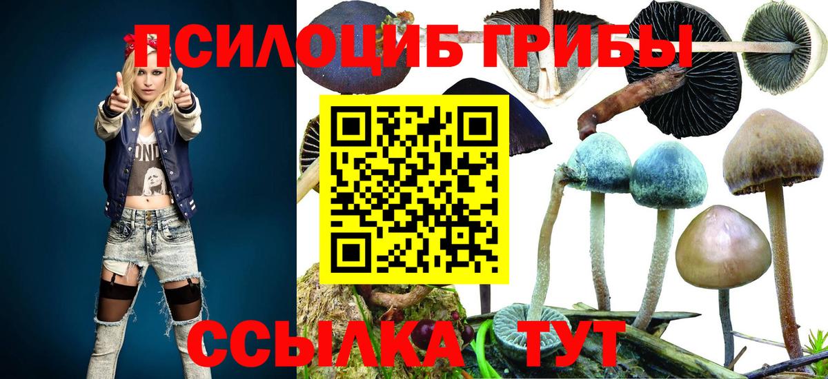 Галлюциногенные грибы Psilocybe Кольчугино